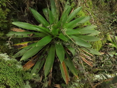 Tillandsia complanata