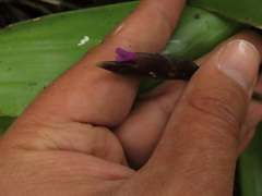 Tillandsia complanata