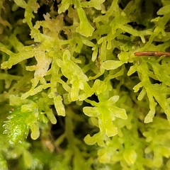 Metzgeria pubescens