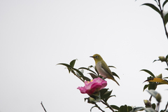 Zosterops simplex simplex