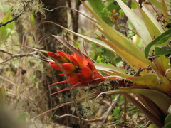 Tillandsia turneri