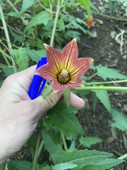 Canarina canariensis