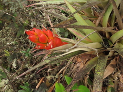 Tillandsia turneri