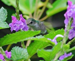 Microchera albocoronata