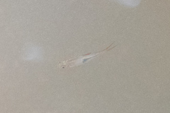 Trigonostigma heteromorpha