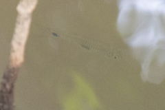 Rasbora elegans