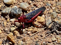 Phymateus morbillosus