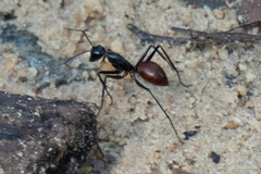 Dinomyrmex gigas