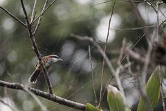 Pomatorhinus musicus