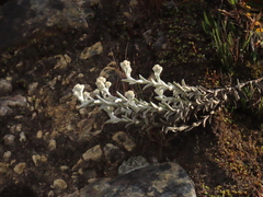 Achyrocline crassiceps