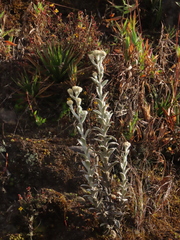 Achyrocline crassiceps