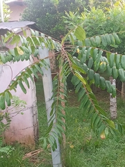 Phyllanthus acidus