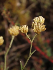 Achyrocline lehmannii