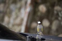 Pycnonotus sinensis formosae