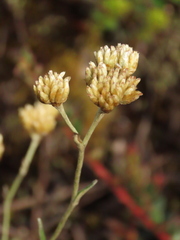 Achyrocline lehmannii