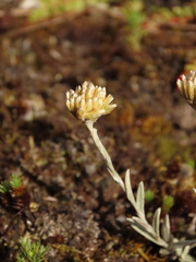 Achyrocline lehmannii