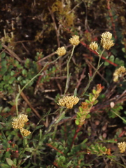 Achyrocline lehmannii