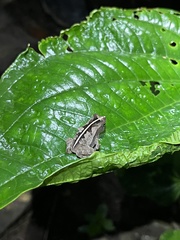 Rhinella alata