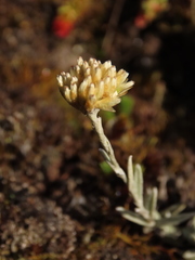 Achyrocline lehmannii