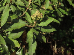 Ageratina glyptophlebia