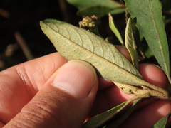 Ageratina glyptophlebia