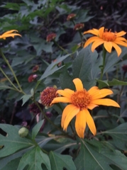 Tithonia