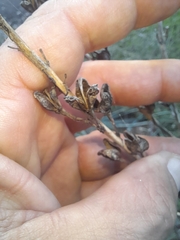 Asphodelus ramosus
