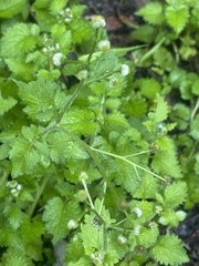 Dichrocephala integrifolia integrifolia