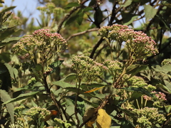Ageratina glyptophlebia