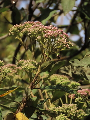 Ageratina glyptophlebia