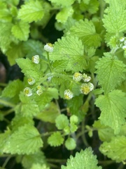 Dichrocephala integrifolia integrifolia