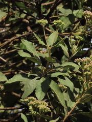 Ageratina glyptophlebia