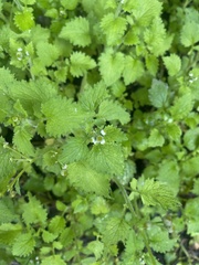 Dichrocephala integrifolia integrifolia