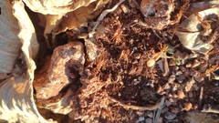 Camponotus maculatus