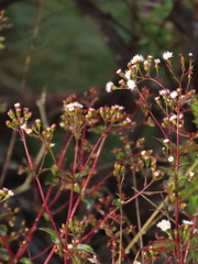 Ageratina gracilis