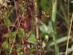 Ageratina gracilis