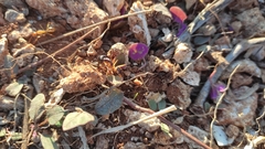 Camponotus maculatus