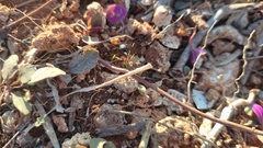 Camponotus maculatus