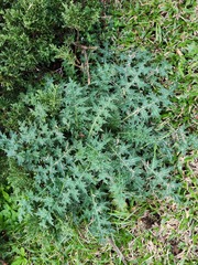Cirsium japonicum