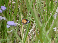 Danaus petilia