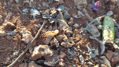 Camponotus maculatus