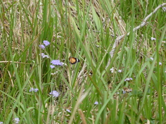 Danaus petilia