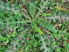 Cirsium japonicum
