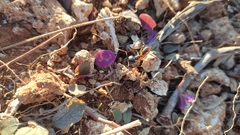 Camponotus maculatus