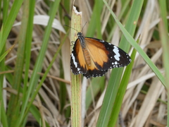 Danaus petilia