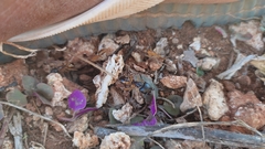 Camponotus maculatus