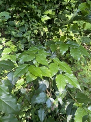 Halleria lucida