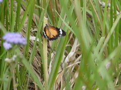 Danaus petilia