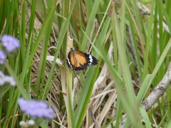 Danaus petilia