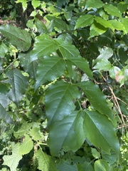 Halleria lucida